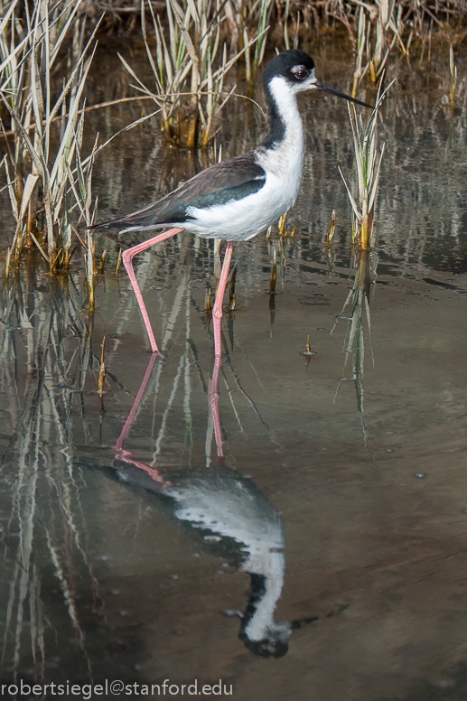 stilted reflection